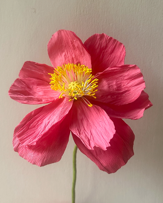 Coral Pink Poppy