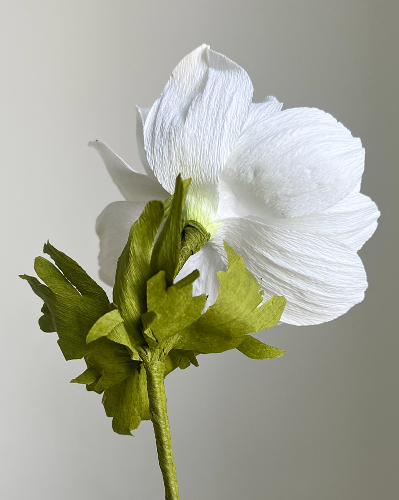 WHITE ANEMONE