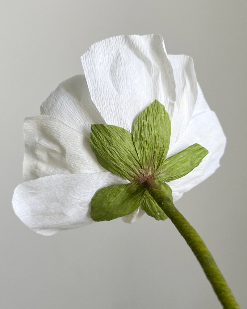 CREAM RANUNCULUS