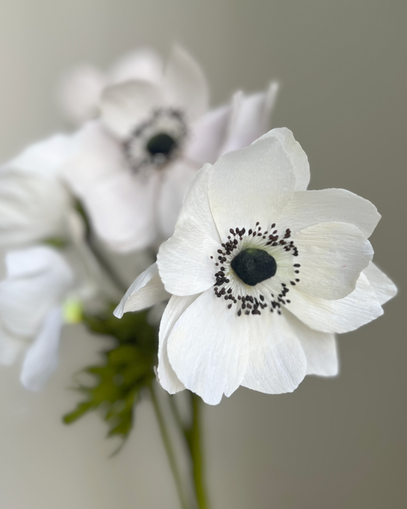 WHITE ANEMONE