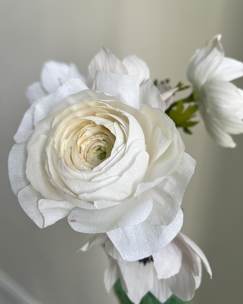 CREAM RANUNCULUS