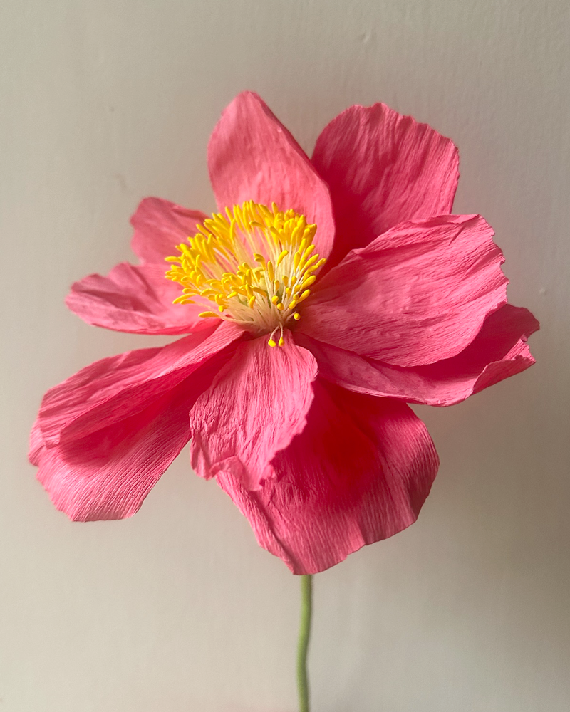 Coral Pink Poppy