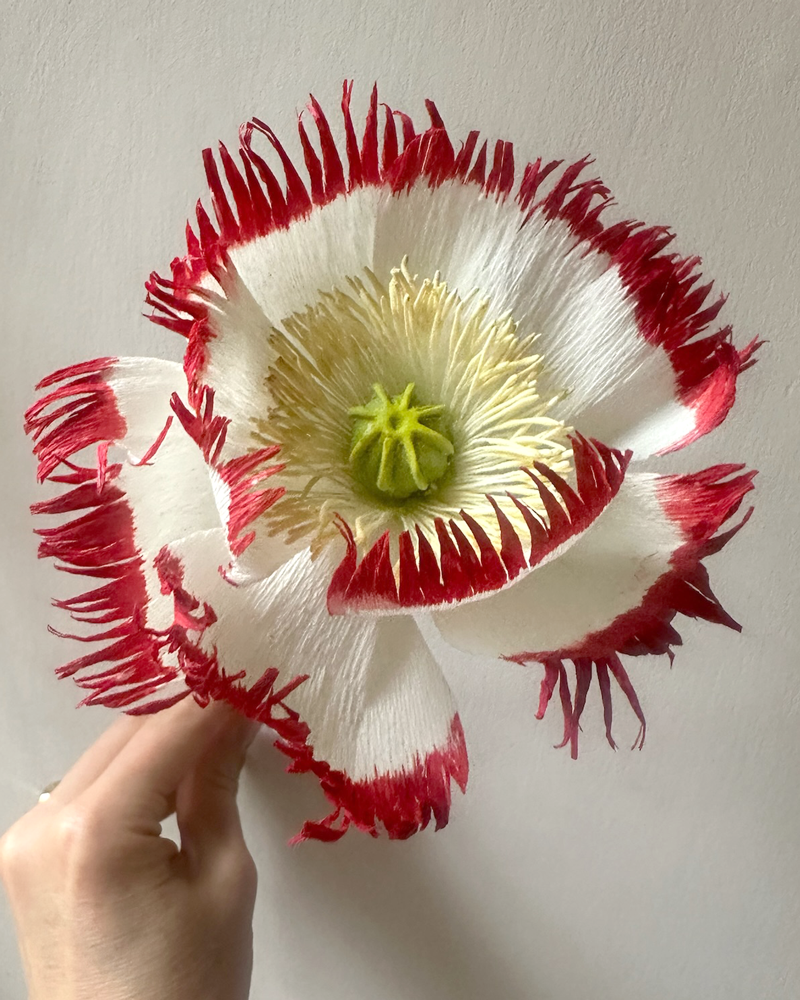 White & Red Fringed Poppy