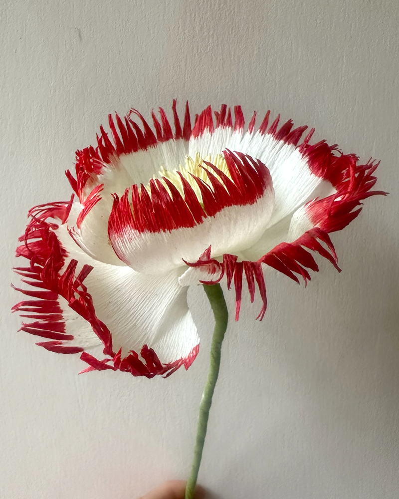 White & Red Fringed Poppy