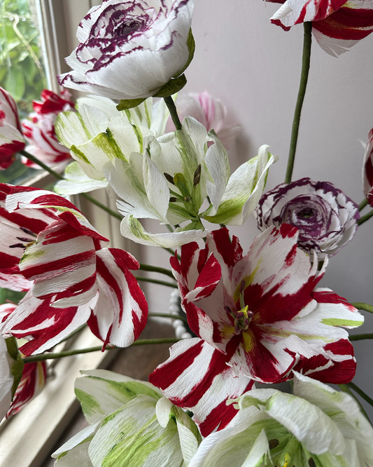 Red & White Stripe Tulip
