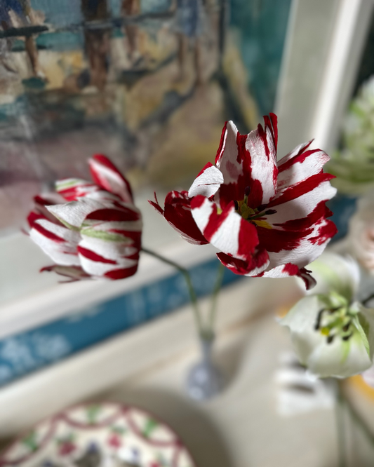 Red & White Stripe Tulip