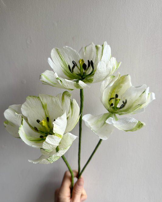 Green & White Stripe Tulip
