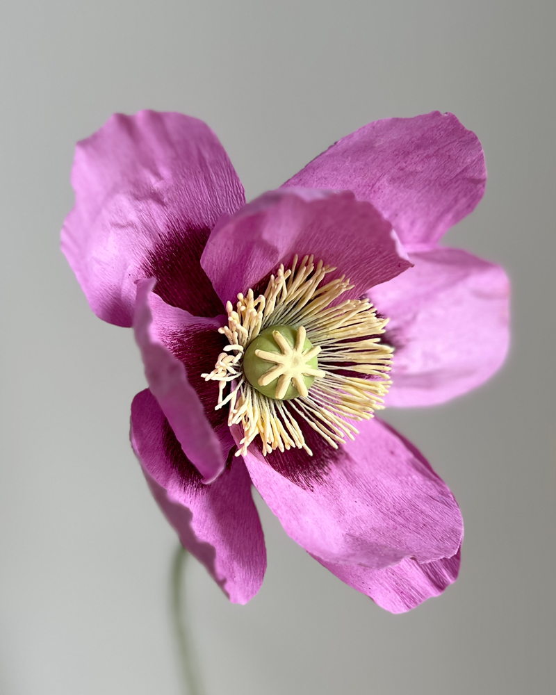 Deep Lilac & Plum Poppy