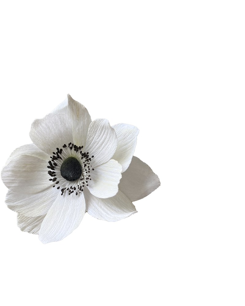 WHITE ANEMONE